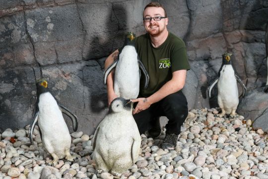 Sở thú bày chim cánh cụt nhựa cho khách tham quan vì không tìm được chim thật 0