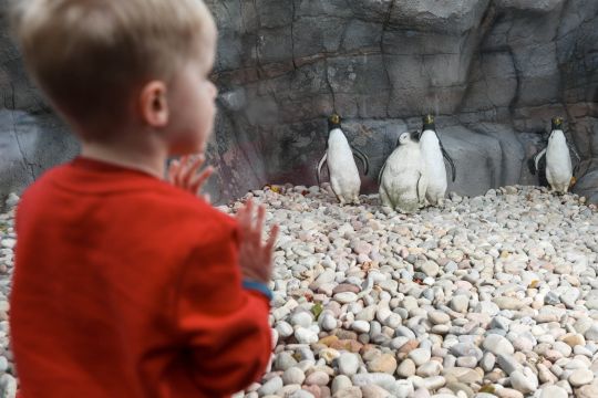   Cậu bé ngắm nhìn đàn cánh cụt nhựa  