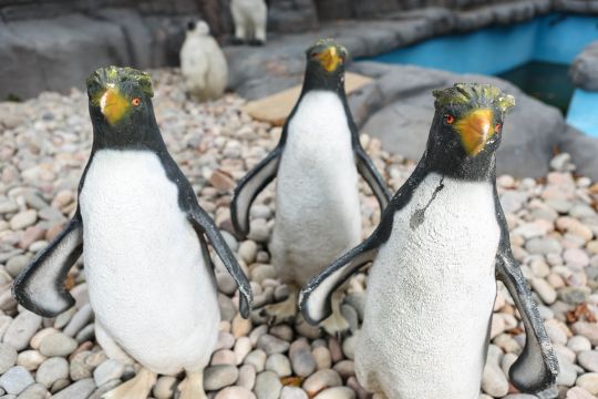 Sở thú bày chim cánh cụt nhựa cho khách tham quan vì không tìm được chim thật 2