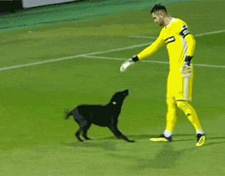Chú chó bá đạo xông vào sân bóng giữa trận đấu giải quốc gia để đòi... xoa bụng 1