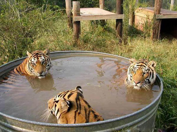   Mấy chú mèo con đang tắm thôi mà  