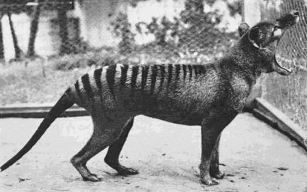   Bức ảnh con Thylacine cuối cùng. Đây là một loài thú nửa hổ nửa chó, chúng được cho là đã tuyệt chủng vào năm 1936  