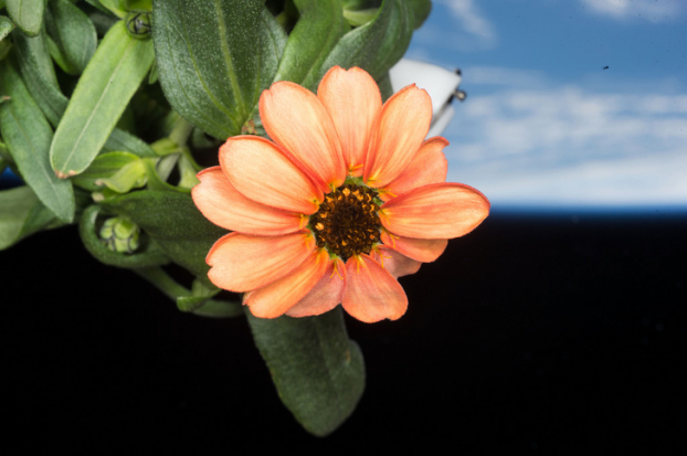   Bông hoa đầu tiên được trồng ngoài không gian (Ảnh: NASA Johnson)  