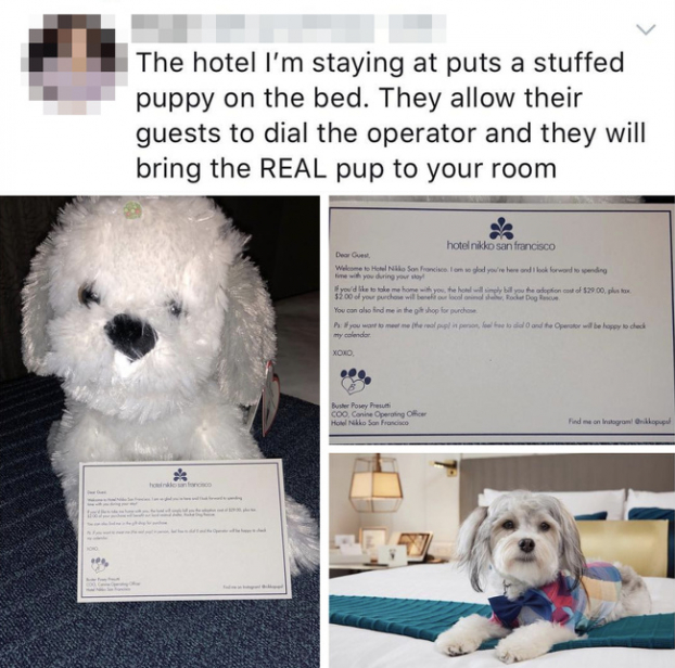   Khách sạn tôi ở có con chó bông trên giường. Khách hàng có thể gọi điện cho nhân viên để họ mang một con chó thật đến phòng bạn  