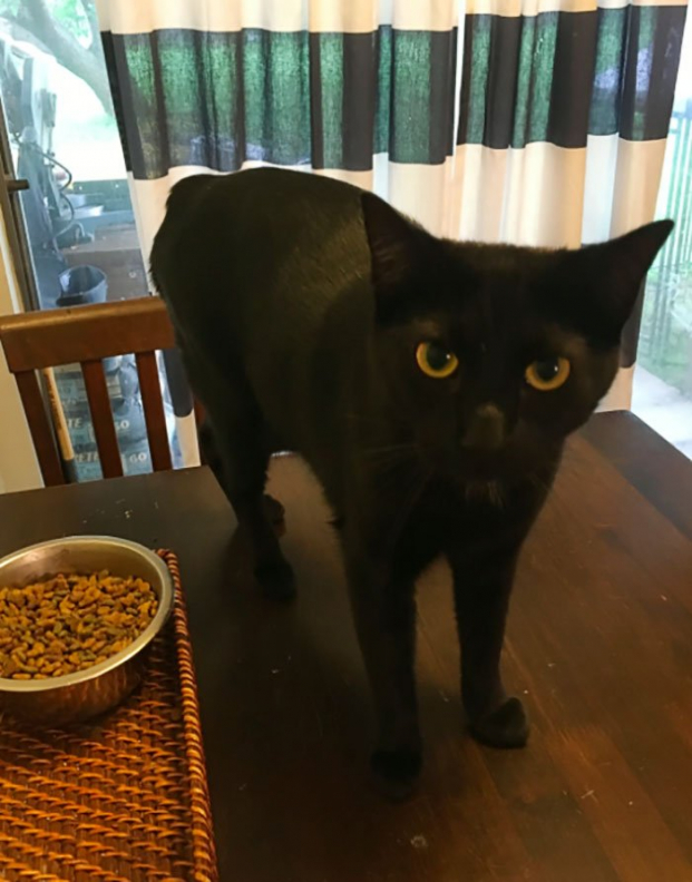   Dobby: Màu đen, không có đuôi, trông giống một chú mèo được vẽ bởi một người chỉ biết lờ mờ con mèo trông như thế nào nhưng thực tế chưa từng nhìn thấy mèo.  