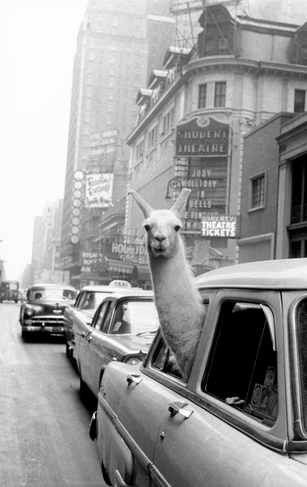   Một con lạc đà không bướu đi taxi, New York năm 1957  