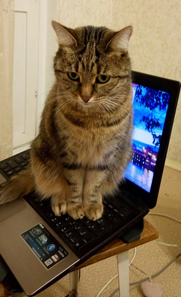   Mèo thích ngồi (và tè) lên laptop  