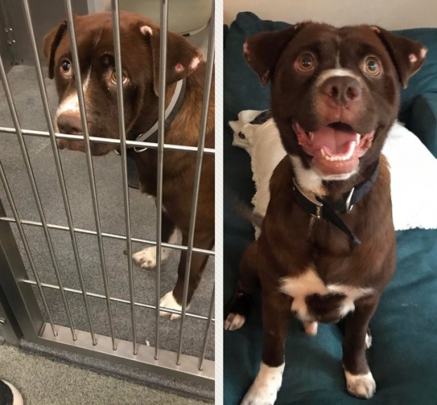   Đây là Tucker trước và sau khi được nhận nuôi  
