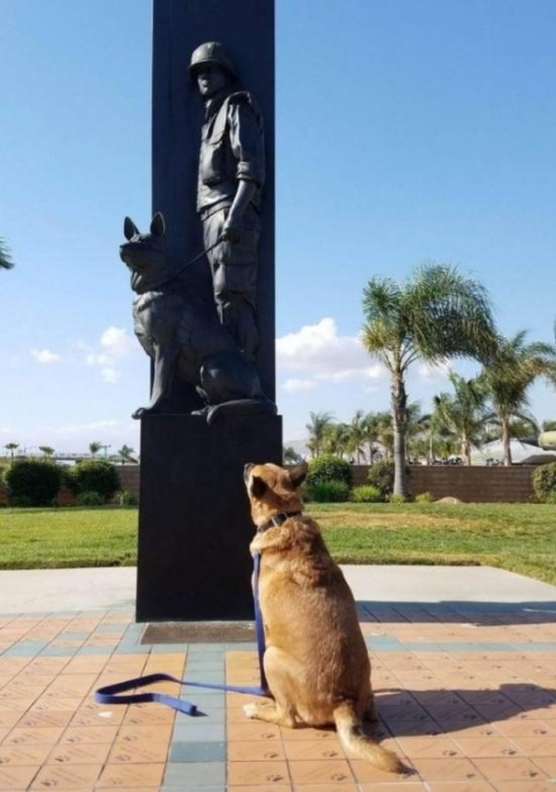   Đưa chú chó của tôi đến thăm đài tưởng niệm những chú chó tử trận trong chiến tranh  