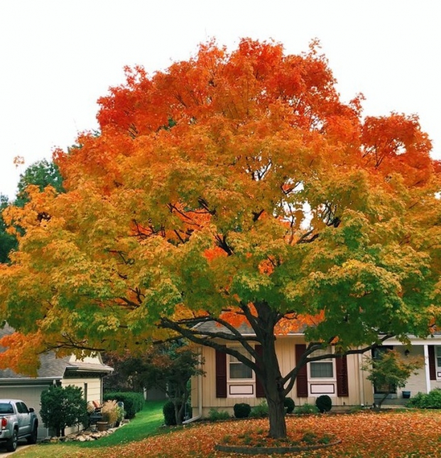   Màu gradient hoàn hảo của cái cây nhà hàng xóm  