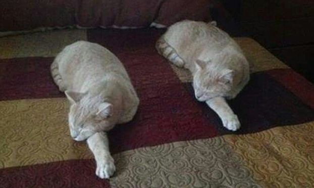   Hai con mèo đã làm thế nào vậy?  