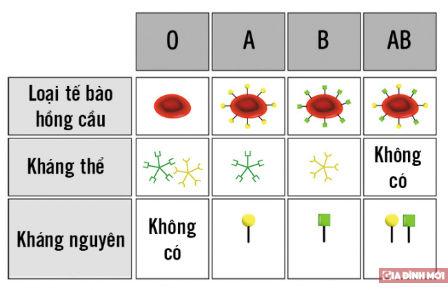 Nếu mang nhóm máu O, bạn nhất định phải biết 6 điều này để giữ tính mạng 1
