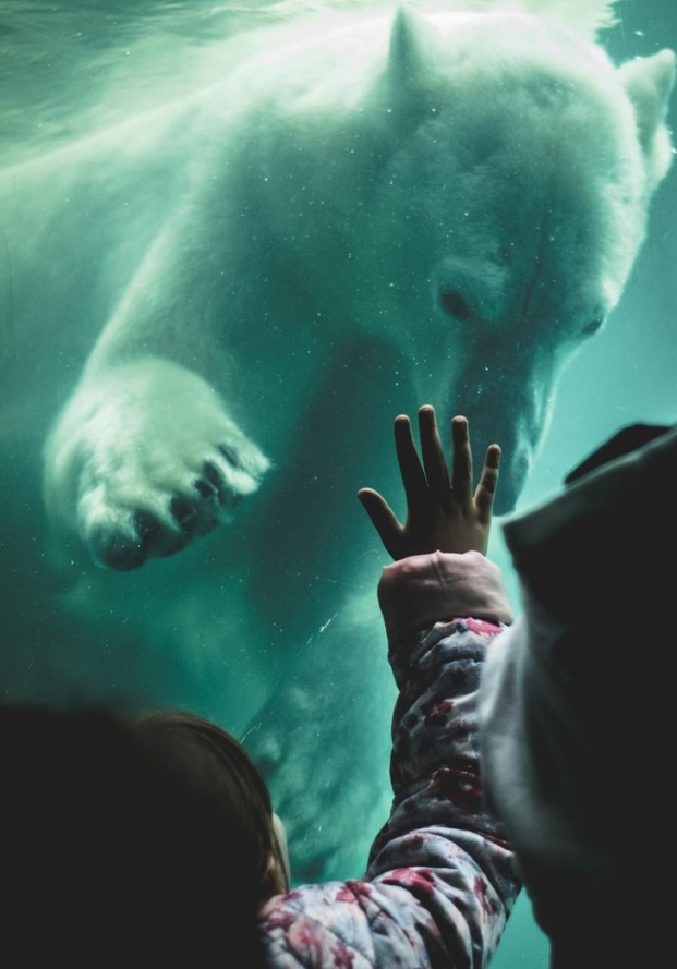  Chú gấu Bắc Cực chào hỏi em bé gái  