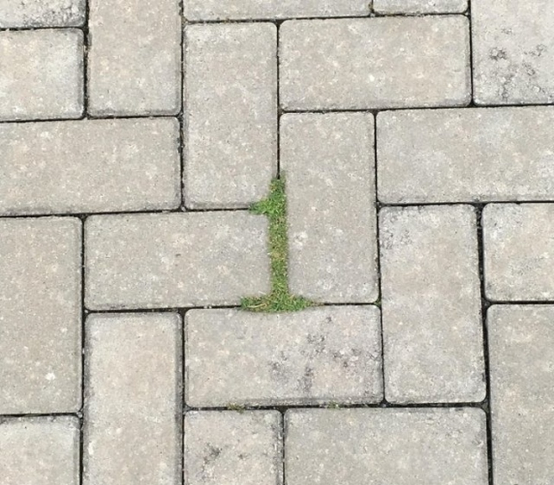   Đám cỏ tình cờ tạo thành hình số 1  