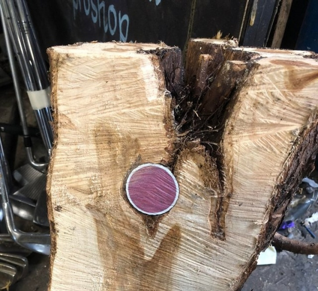   Một trái bóng golf được tìm thấy trong khúc gỗ  