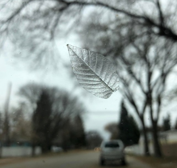   Chiếc lá đọng trên kính chắn gió trước ô tô trong trời tuyết  