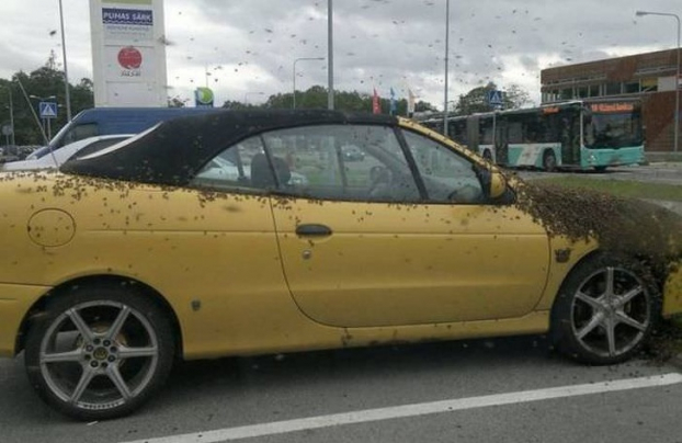   Chắc tại màu sắc chiếc xe đã dụ bọn ong đến  