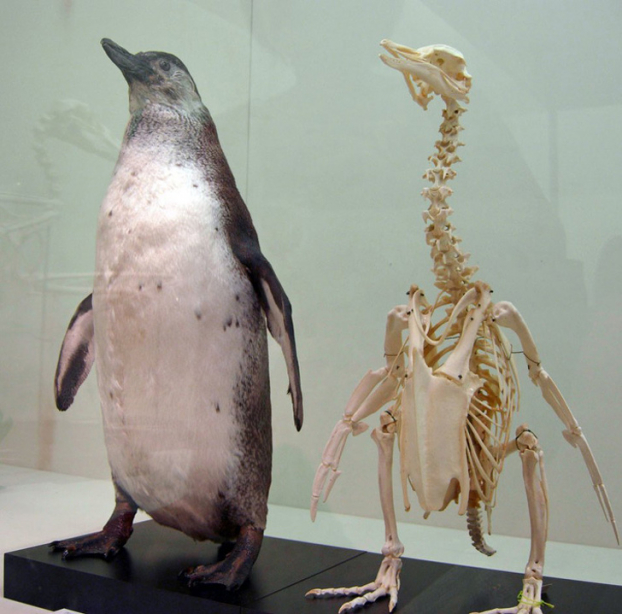   Hóa ra chim cánh cụt có đầu gối, và cổ của chúng cũng rất dài  