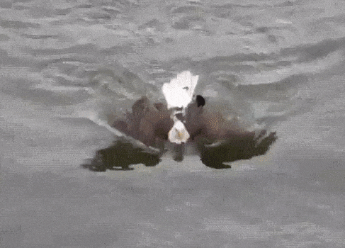   Dù bạn tin hay không thì loài đại bàng đầu trắng Mỹ thực sự biết bơi đấy  