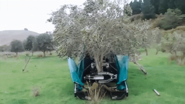   Đây là cách người ta thu hoạch quả ô-liu  