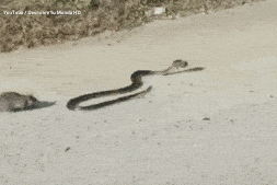 [Video] Chuột mẹ quyết chiến cứu con từ miệng rắn 0