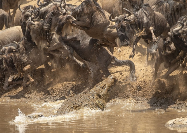   Cá sấu đang săn đàn linh dương đầu bò  