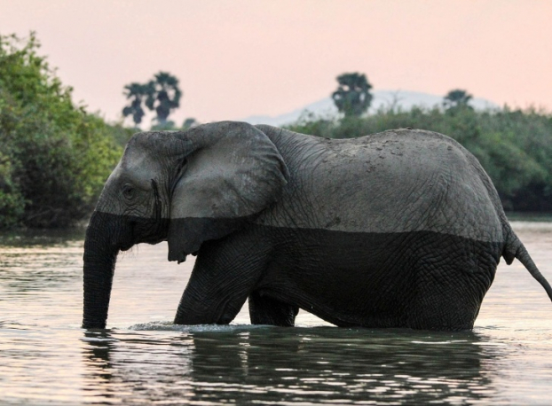   Một con voi đi qua đầm nước  