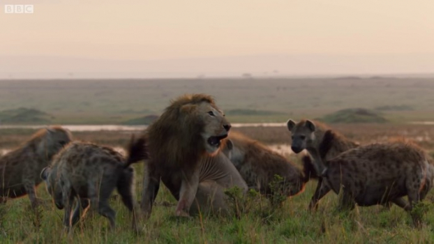 Sư tử sợ hãi bị 20 con linh cẩu đói ngấu bao vây, anh họ nghe tiếng khóc lao đến giải cứu 3