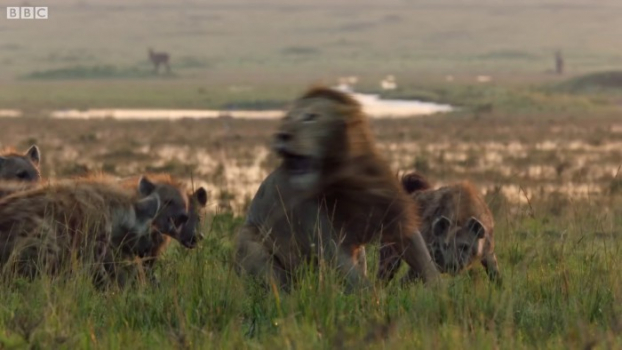 Sư tử sợ hãi bị 20 con linh cẩu đói ngấu bao vây, anh họ nghe tiếng khóc lao đến giải cứu 5