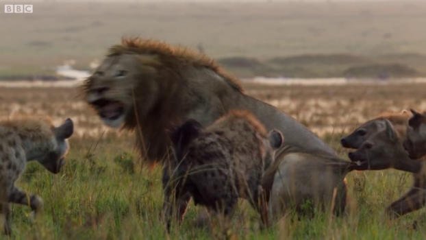 Sư tử sợ hãi bị 20 con linh cẩu đói ngấu bao vây, anh họ nghe tiếng khóc lao đến giải cứu 6