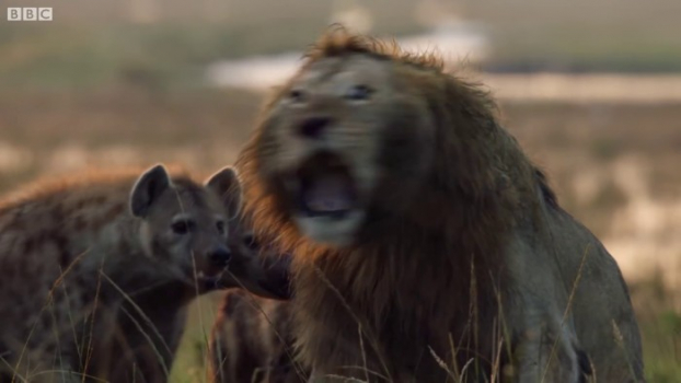 Sư tử sợ hãi bị 20 con linh cẩu đói ngấu bao vây, anh họ nghe tiếng khóc lao đến giải cứu 7