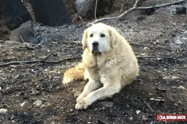 Chú chó bị rớt lại trong vụ cháy rừng California, một mình canh gác căn nhà đã cháy rụi 0