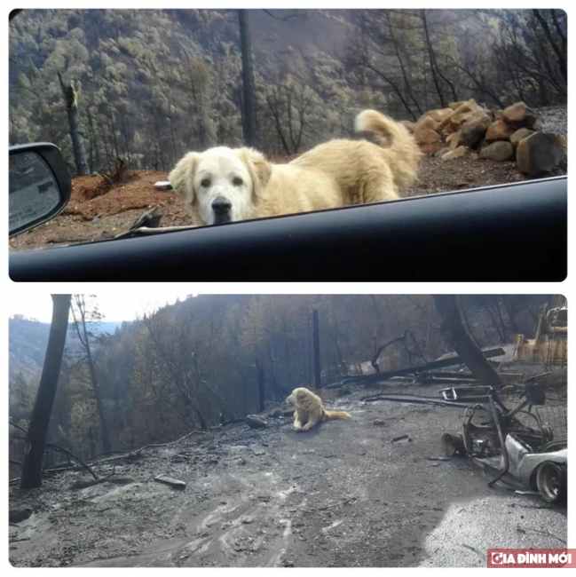 Chú chó bị rớt lại trong vụ cháy rừng California, một mình canh gác căn nhà đã cháy rụi 2