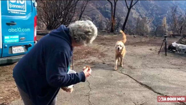 Chú chó bị rớt lại trong vụ cháy rừng California, một mình canh gác căn nhà đã cháy rụi 4