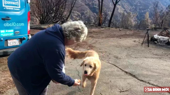 Chú chó bị rớt lại trong vụ cháy rừng California, một mình canh gác căn nhà đã cháy rụi 5