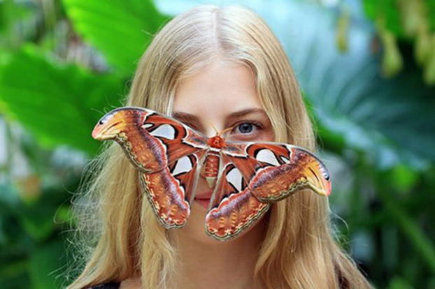 Chân tướng bức ảnh bướm khủng khiến dân mạng 'hết hồn' vì trông như 'rắn ba đầu' 8