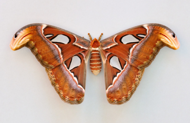 Chân tướng bức ảnh bướm khủng khiến dân mạng 'hết hồn' vì trông như 'rắn ba đầu' 6