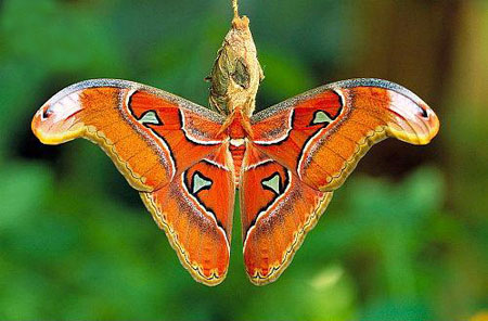 Chân tướng bức ảnh bướm khủng khiến dân mạng 'hết hồn' vì trông như 'rắn ba đầu' 7