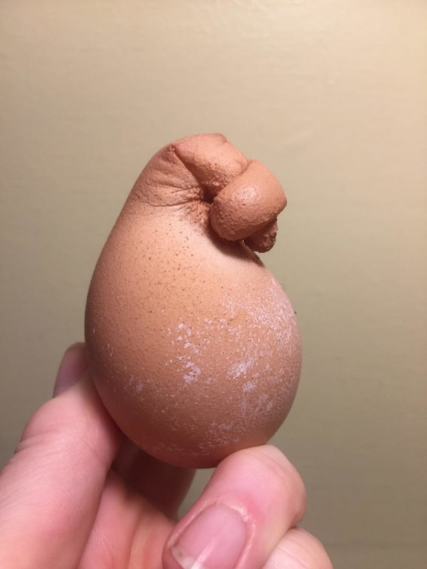   Căng thẳng, rối loạn và bệnh có thể khiến gà đẻ ra những quả trứng hình dạng kỳ lạ  