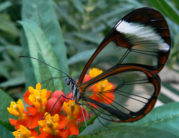   Bướm glasswing (bướm cánh gương) có đôi cánh trong suốt  