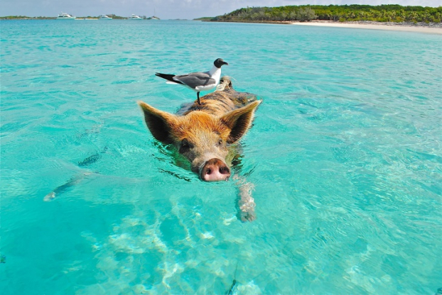   Có một hòn đảo ở Bahamas (Caribe) nơi những chú lợn hoang sinh sống, và nó thường được gọi là đảo Heo (Pig Island) hay bãi biển của heo (Pig Beach)  