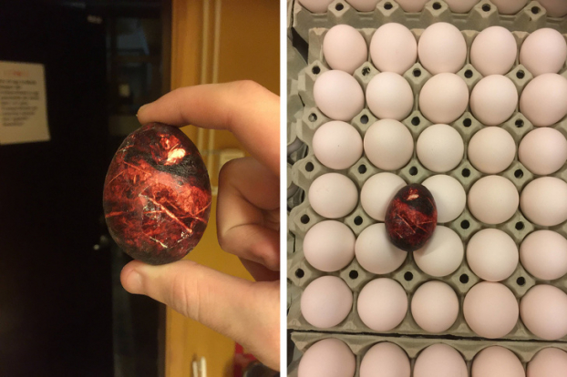   Căng thẳng (stress) có thể khiến gà đẻ trứng với sắc tố kỳ lạ  