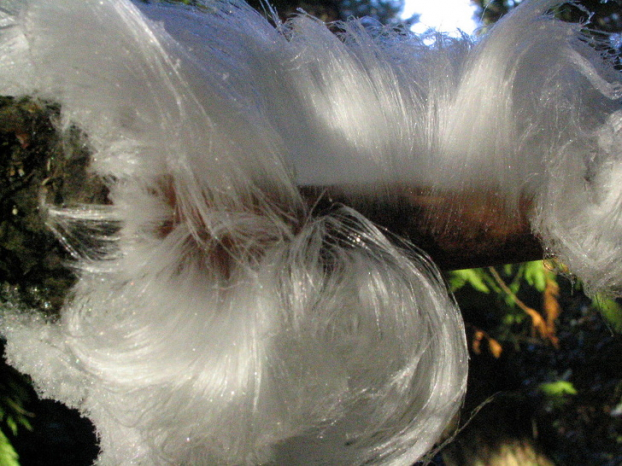   Hiện tượng 'băng tóc' là một hiện tượng kết băng của tự nhiên do một loại nấm tên là “Exidiopsis effusa” khiến băng kết thành hình dạng mái tóc mọc trên thân cây  