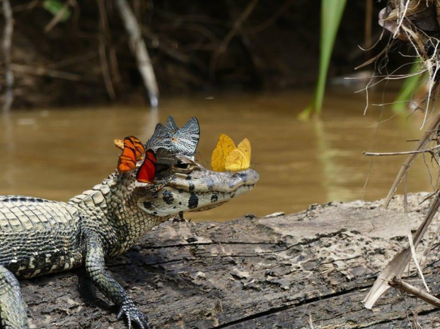   Ở Amazon, bươm bướm thường uống nước mắt của cá sấu và rùa  