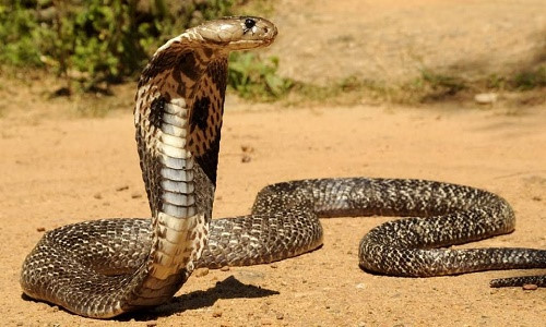   Hổ mang chúa là một trong những loài rắn độc nhất thế giới  