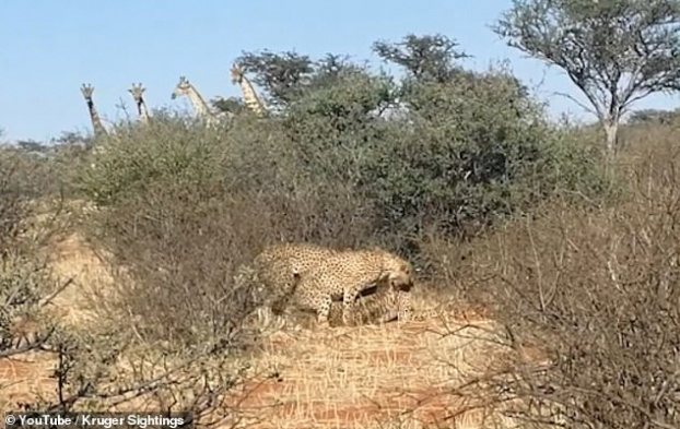 Video: Ba con báo đốm đang 'thân mật', cả đàn hươu cao cổ 'hóng hớt' vây xem 0