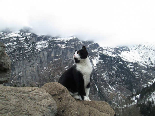   Cùng gặp 'quàng thượng' mèo đã giúp đỡ anh chàng đi lạc trong một thị trấn bỏ hoang khi đang leo núi ở Thụy Sỹ  