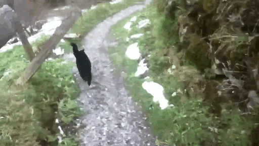   Rồi 'quàng thượng' mèo xuất hiện, dẫn chàng trai xuống núi  