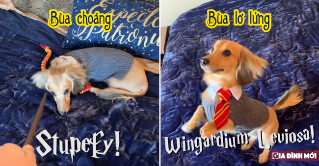 Học sinh đáng yêu nhất Hogwart: Chú chó thuộc lòng các câu thần chú trong Harry Potter 0