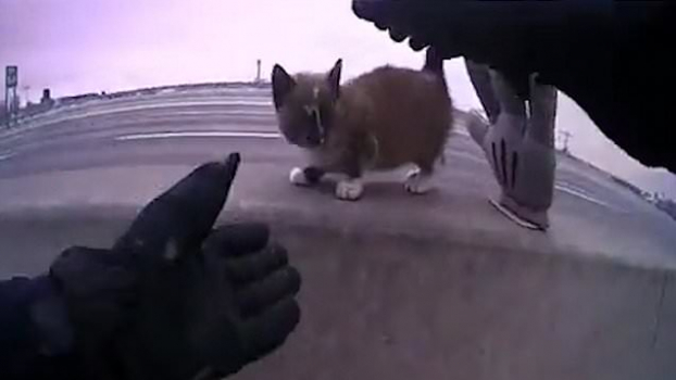 Cảnh sát tốt bụng cứu mèo con kẹt giữa đường cao tốc, chú mèo đáp lại ân nhân cực đáng yêu 0